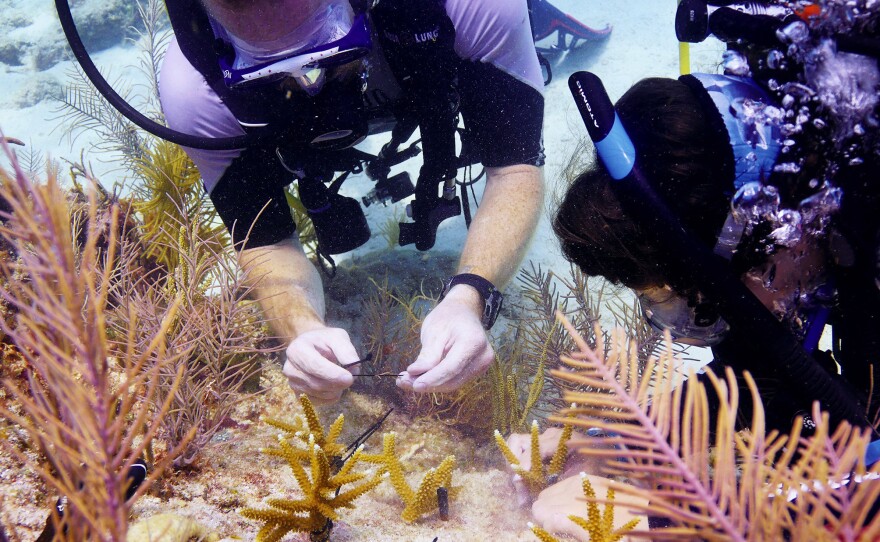 Jessica Silk and Billy Costello join Mote Marine Laboratory scientists planting staghorn coral on a depleted reef off Big Pine Key in the Florida Keys. The lab is growing and transplanting some 70,000 fragments.