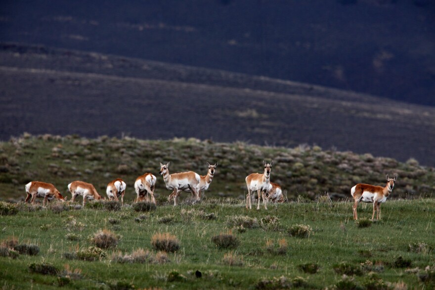 Antelopes stand at alert at the presence of a human visitor in the sparsely populated Centennial Valley of Montana.