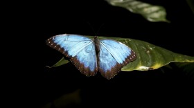 The morpho butterfly has a bright blue color, due to a structural pattern on its wings. Mimicking that structure has allowed cell-phone makers to enhance colors on their screens.  