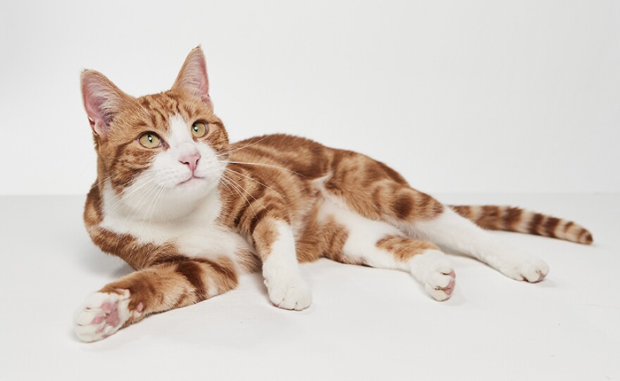 Ginger cat at Kennington Film Studios, London.