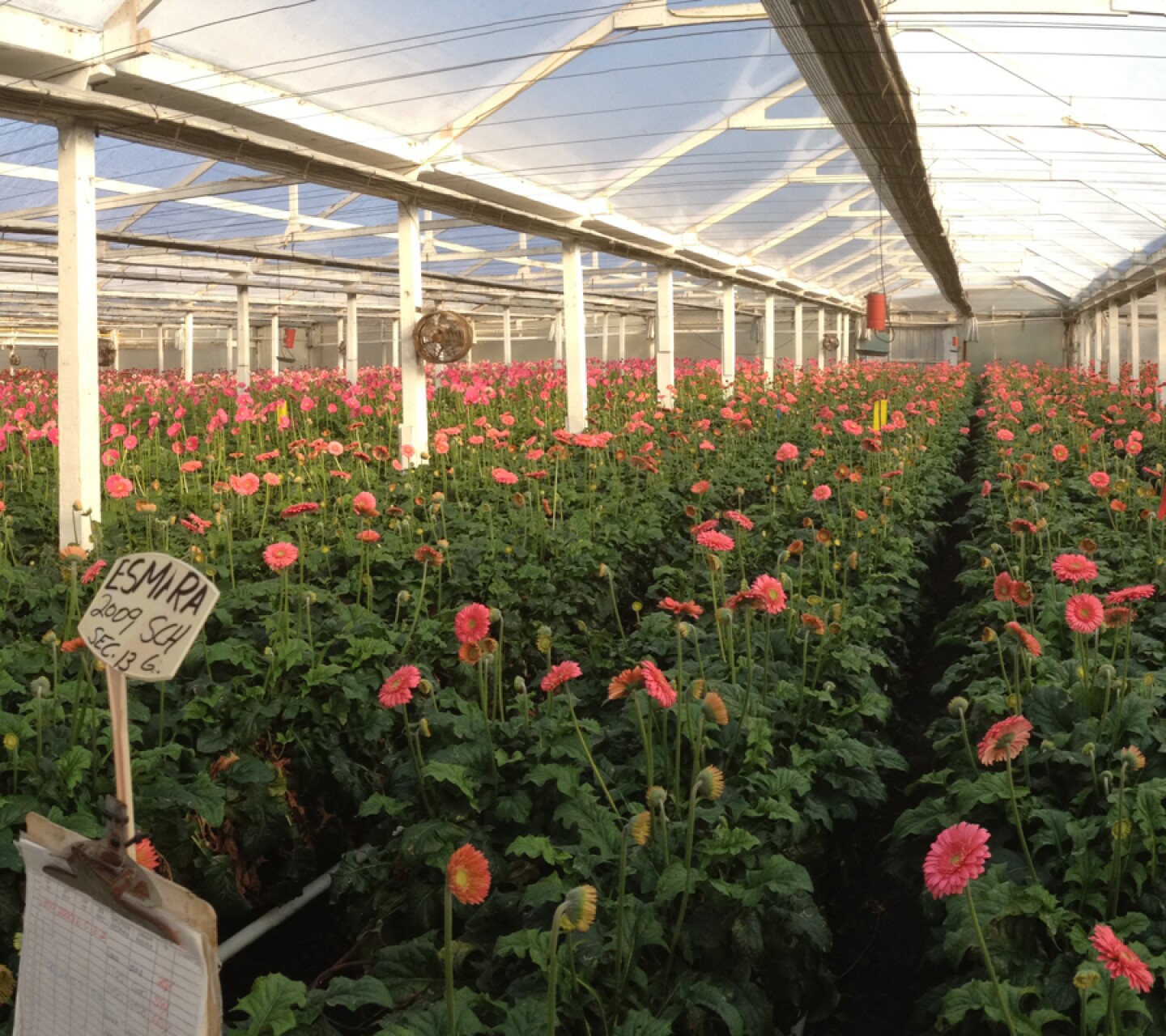 Dramm & Echter, horticultural greenhouse producer, 1150 Quail Gardens Drive, Encinitas, Calif. 92024