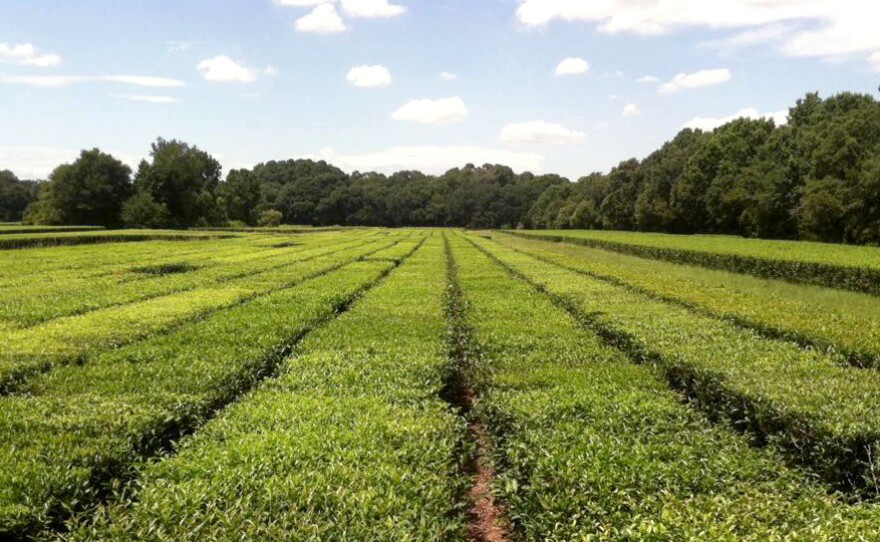 The only commercial tea plantation in the U.S. is located on Wadmalaw Island, S.C. It makes tea from bushes descended from plants first brought here in the 1700s.