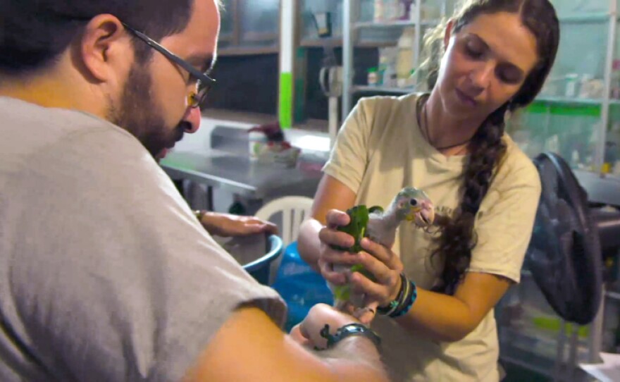 ARCAS staff Alejandro Morales and Anna Bryant examine rescued baby parrot.