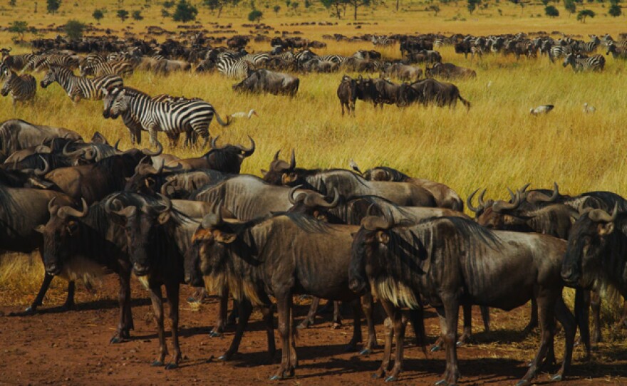 The Great Migration, Serengeti National Park, Tanzania: wildebeest and zebra.