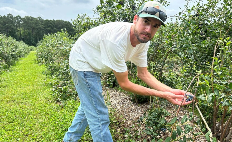 Each spring, just as his blueberry bushes are flowering, Hail Bennett rents bees from a commercial beekeeper to pollinate his plants.
