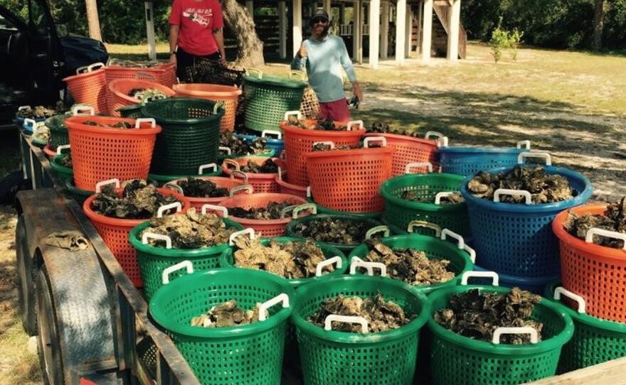 Auburn University graduate students Rayne Palmer, left, and Conrad Horst with oysters collected in October to help restore Alabama's reefs. The oysters were grown at dozens of private docks along Little Lagoon.