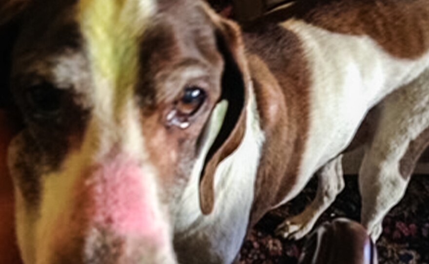 Betsy Burson's dog, Dodger, with colorful chalk marks on his head. They signify a dog's sacredness in the tradition of Kukur Tihar, the Nepalese Hindu celebration of dogs.