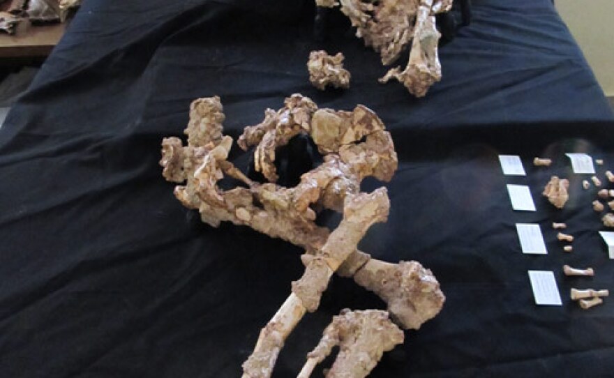 Neanderthal skeleton “Paloma,” from Sima de las Palomas, a Neandertal burial site near Murcia, Spain.