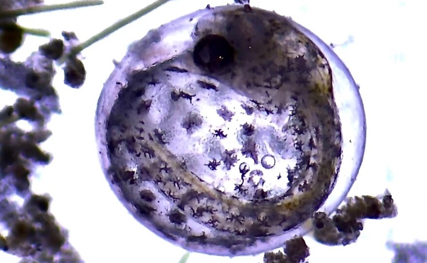 A baby Devils Hole pupfish developing in an egg in Ash Meadows Fish Conservation Facility. 