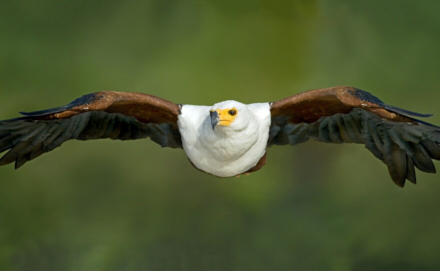 African Fish eagles are endemic to East Africa’s Great Rift Valley and live in pairs. Flight shot of these apex predators are a prized photo.