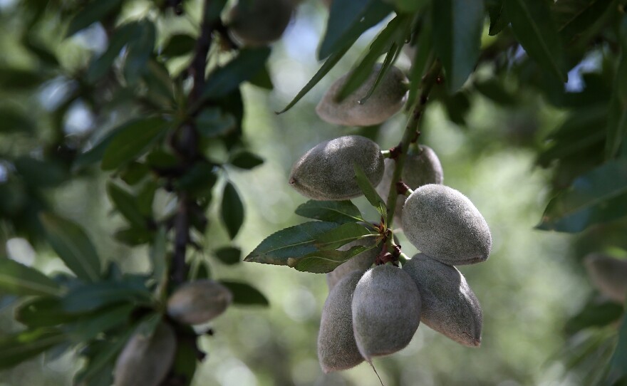 Almonds hang from a branch at an orchard in Firebaugh, Calif. Despite the strain of prolonged drought, in 2014, California farms sold $54 billion worth of crops like almonds or grapes, and animal products like milk.
