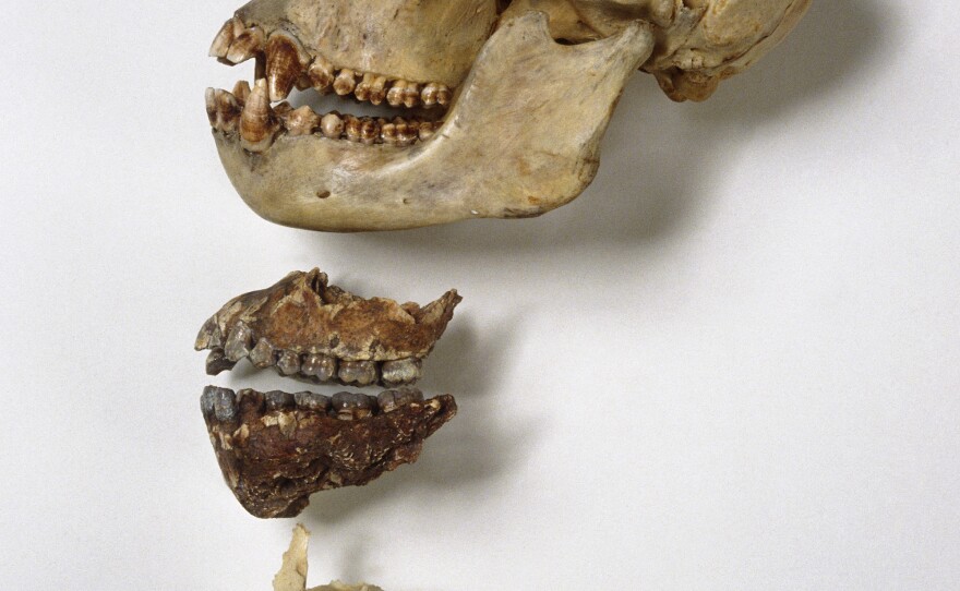 Nom Nom: Chimpanzee skull (top), A. afarensis jaws (center) and human jaws. It's likely that tool use and meat-eating reduced the evolutionary pressure to have big, powerful jaws and sharp teeth, the researchers behind a new Nature study say.