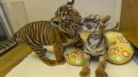 Bengal and Sumatran tiger cubs play at the San Diego Zoo Safari Park, Sept. 12, 2017. 