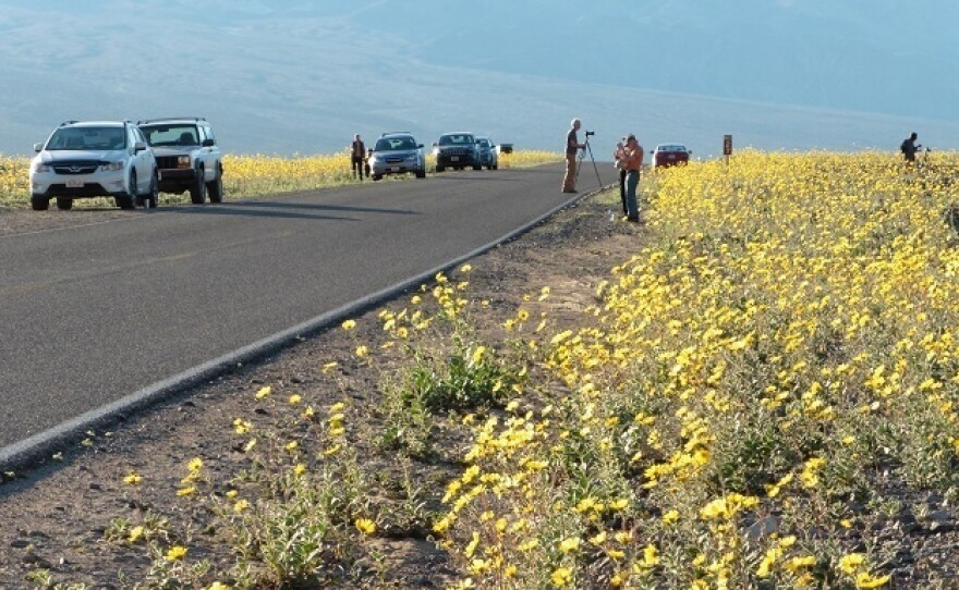 The National Park Service says this year's wildflower bloom is the best one Death Valley has seen in years.