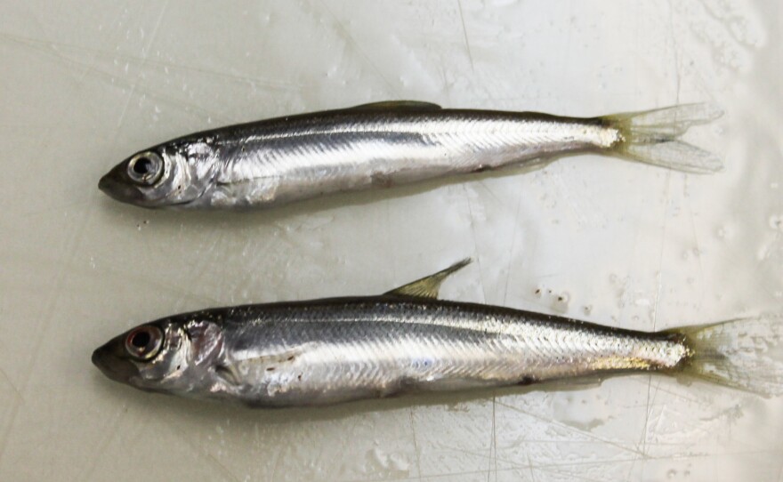 The lake herring, also called cisco, is similar to herring found in northern Europe used to make a popular caviar.