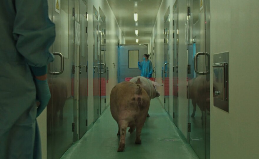 Two large pigs walk down a long and narrow hallway towards an open metal door and a figure in blue scrubs and a mask standing outside it. In the foreground to the left, we see the torso of another figure wearing blue scrubs. On either side of the hallway are closed metal doors. The floor is a blue linoleum and the fluorescent lights overhead give the scene an otherworldly feel.
