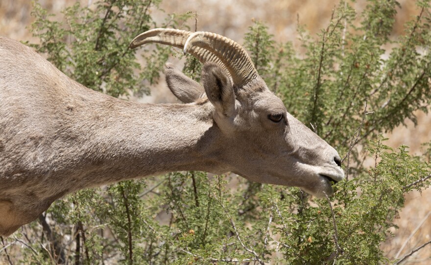 A Peninsular Bighorn Sheep in the Anza-Borrego Desert State Park photographed during the 2020 bighorn sheep count, July 2020.