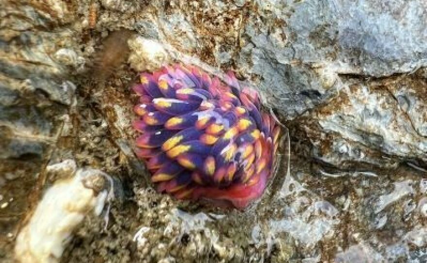 Barlow found the "colourful blob" under a seaweed-covered rock.