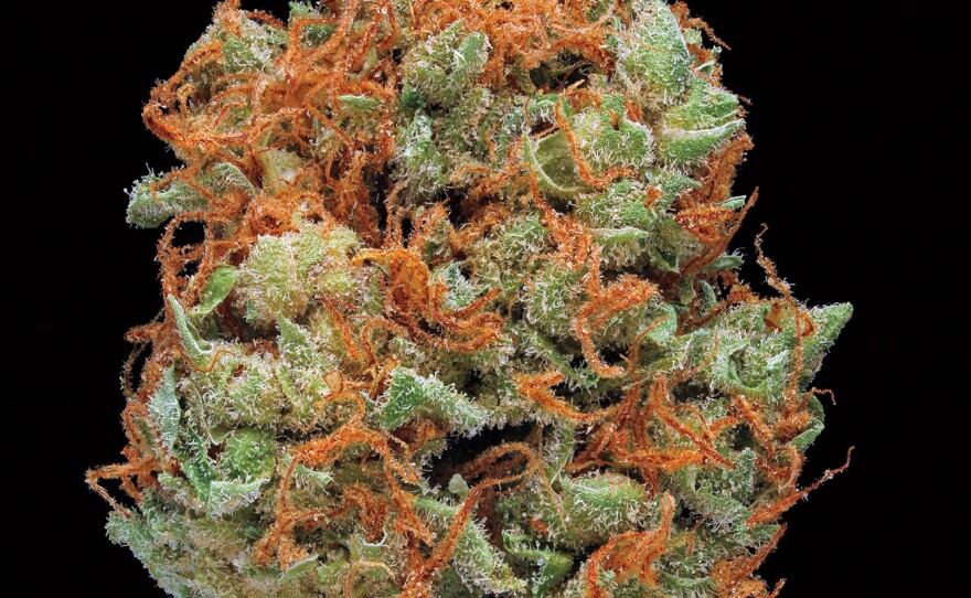Strawberry Cough. Smell/Taste: strawberry, cedar, earthy. Common effects: sociable, cheerful, focused. Top medicinal uses: fatigue and mood enhancement.