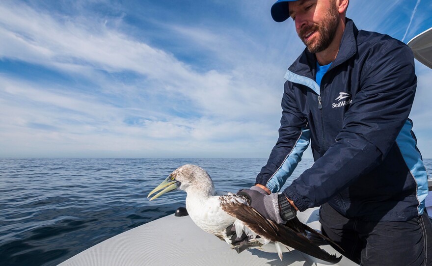 SeaWorld's animal care specialist Jonathan Dwyer returns a rescued blue-footed booby off the coast of La Jolla on Dec. 10, 2019.