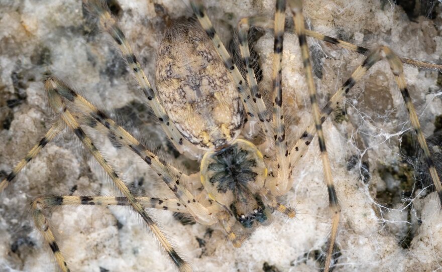 The Hypochilus Xomote is a newly discovered species of spider that's native to the rocky landscapes of the southern Sierra Nevadas, seen here in an undated photograph.