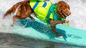A good boy competes in the Annual 2026 Surf Dog Competition in Oceanside, September 12, 2026.