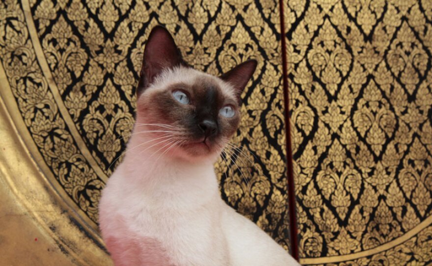 Siamese, UK cat show.