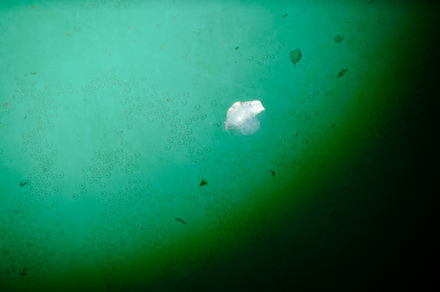 Unfertilized grass carp eggs float at the bottom of a tank at the Imperial Irrigation District’s grass carp hatchery in El Centro in Imperial County on May 7, 2024.