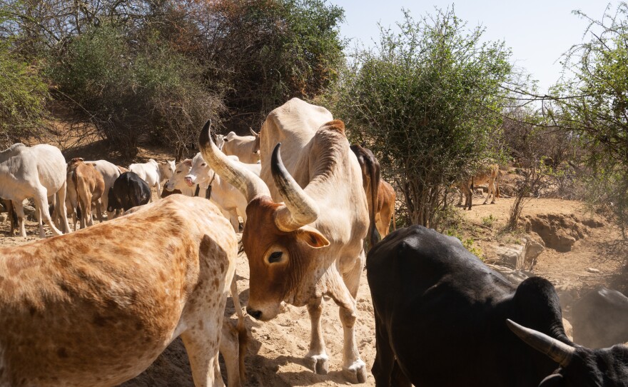 One of the herds on the mountain. Samburu have made their living keeping cattle in this region for centuries.