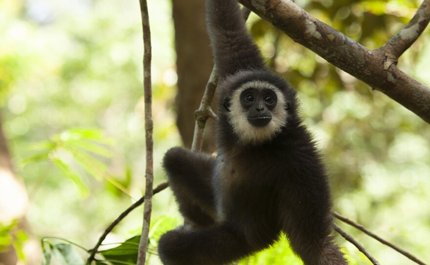 A young Lar gibbon (Hylobates lar) in Malaysia. A gibbon’s fast-paced movement is called “brachiation” and allows them to move at extraordinary speed across large ranges.