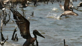 An oil-soaked pelican takes flight after Louisiana Fish and Wildlife employees tried to corral him on an island in Barataria Bay, just inside the the coast of Louisiana, on Sunday. The island is home to hundreds of brown pelican nests, as well at terns, gulls and roseate spoonbills.