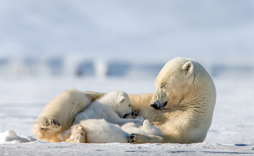 Mother polar bear nursing her two cubs. Svalbard Islands.
