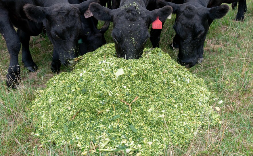 Cows chomp away on cornstalks on a farm in Iowa. A study recently suggested that a variety of seaweed could help cows produce less methane.