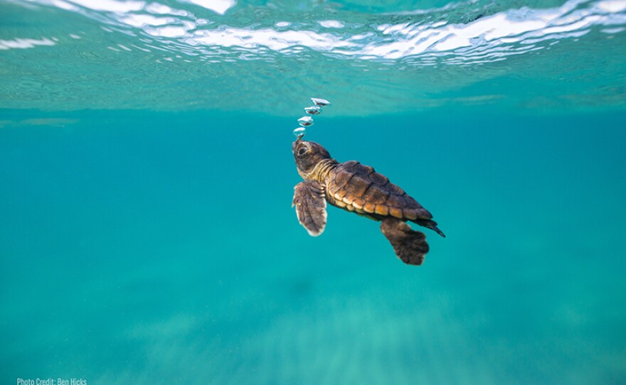 One hundred percent of hatchlings that enter the Sea Turtle Hospital at Loggerhead Marine Life Center in Juno Beach, Florida, have mico-plastics in their digestive tract.