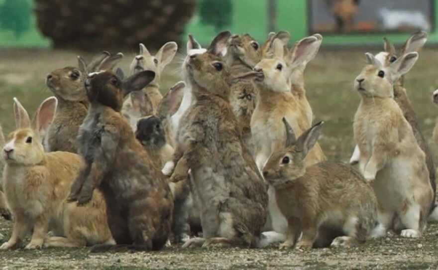 Rabbits have learned to sit up and beg for food on Rabbit Island, Okunoshima, Japan.