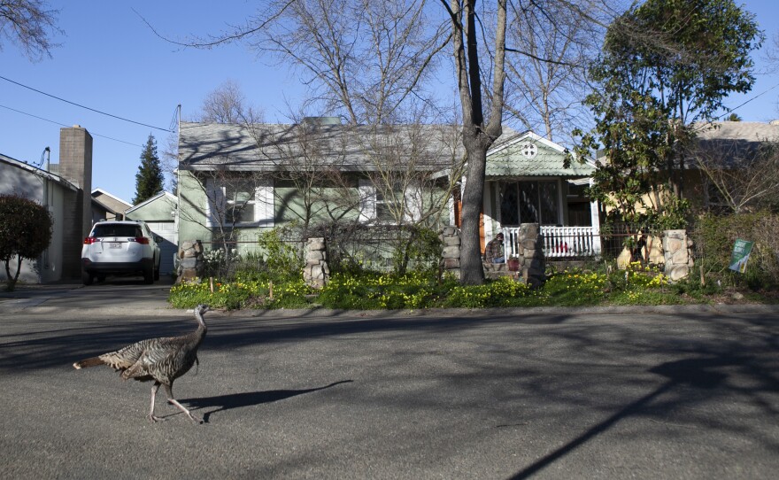 Sacramento's Elmhurst neighborhood is comprised of mostly single-family homes. The City Council has voted on a draft plan to allow fourplexes in all residential areas.