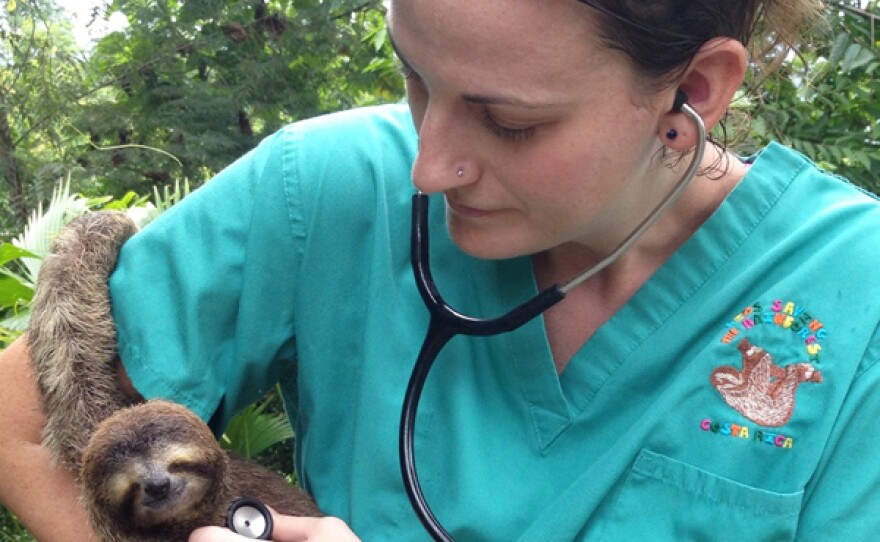 Director Sam Trull of The Sloth Institute with stethoscope and female sloth “Monster,” Costa Rica.