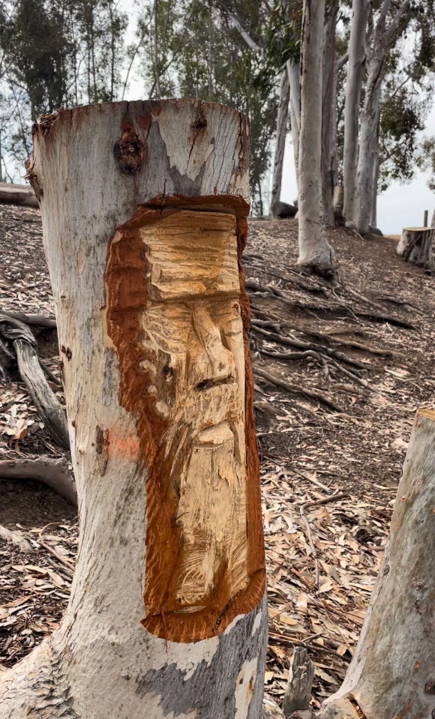 a face is carved into a eucalyptus tree stump