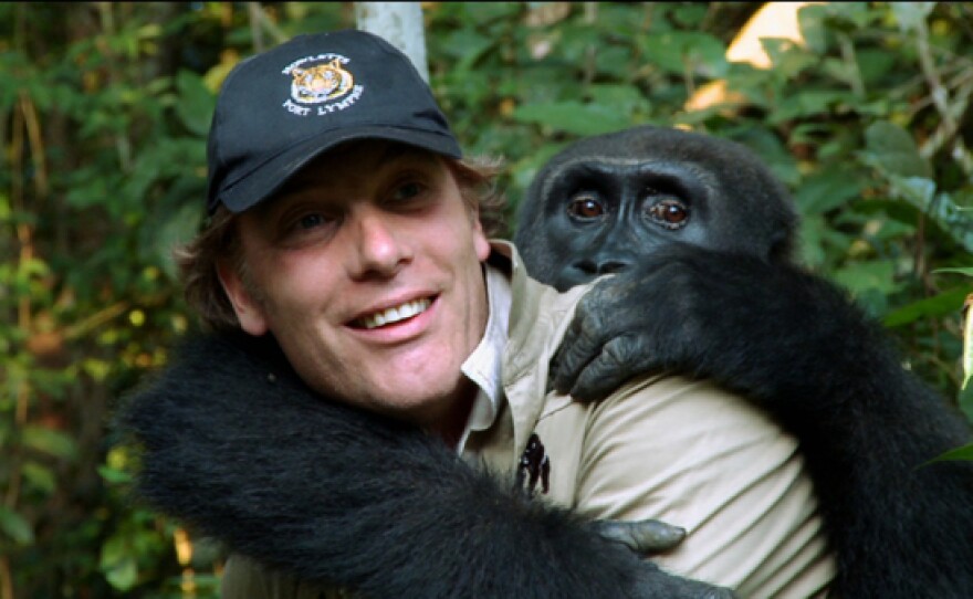 Damian Aspinall with Kwibi (a gorilla) hugging him.