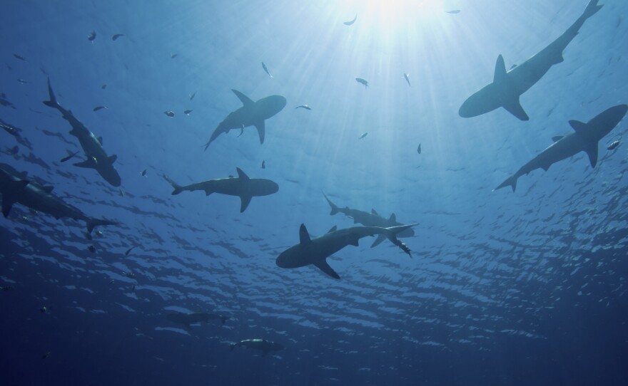 The recent spate of attacks — seven since June in North Carolina alone — has little to do with the shark population off American coastlines. Shark attack, George Burgess says, "is driven by the number of humans in the water more than the number of sharks."