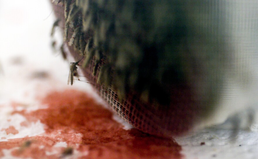 Genetically modified "gene drive" mosquitoes feed on warm cow's blood. Scientists hope these mosquitoes could help eradicate malaria.
