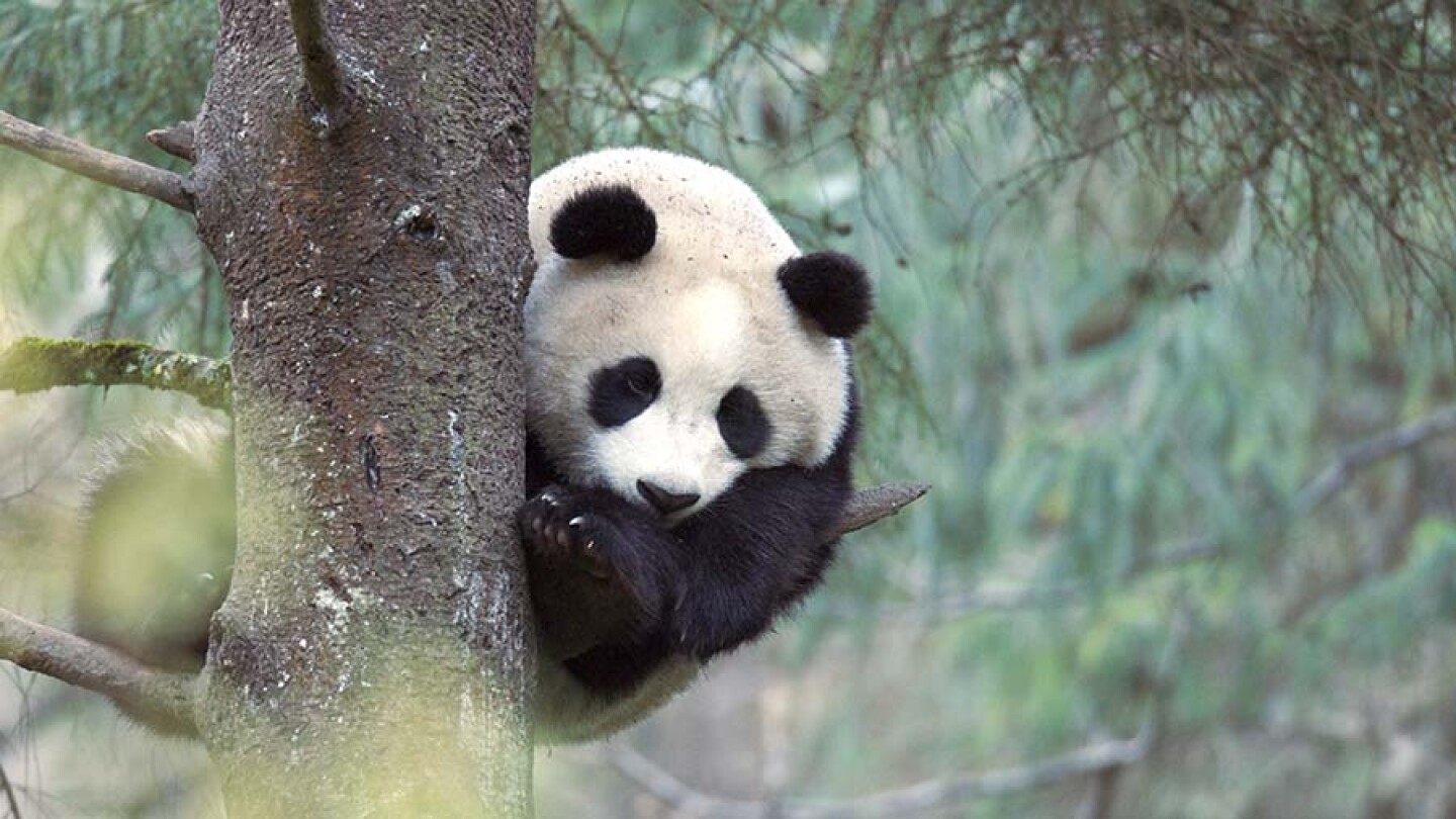 3-year-old Giant Panda up a tree. Wolong, China.