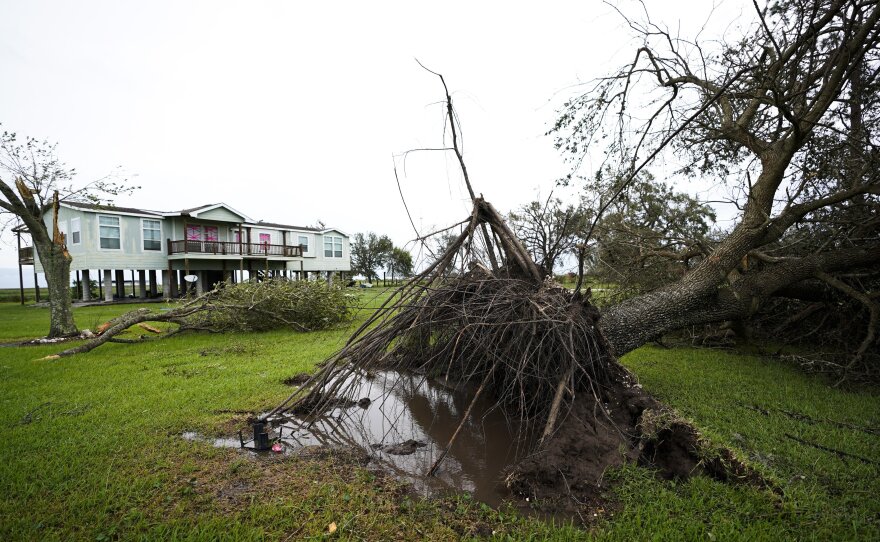 A tree is uprooted in the aftermath of Hurricane Laura Thursday in Sabine Pass, Texas.