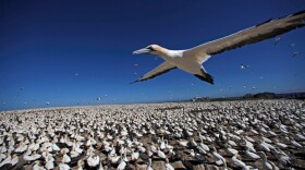 Cape gannet flying over gannet colony, Bird Island, South Africa.