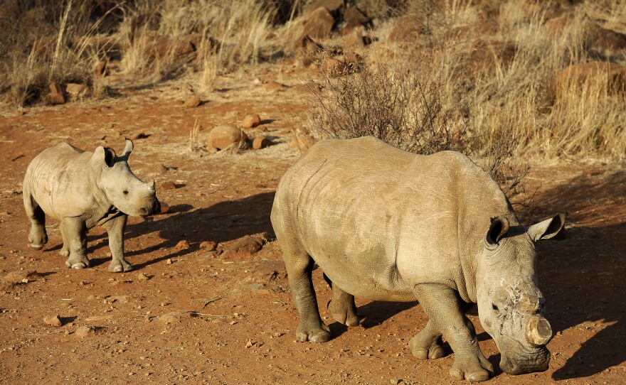 A black dehorned rhinoceros is followed by a calf at South Africa's Bona Bona game reserve in 2012.
