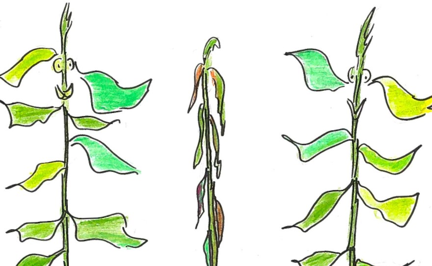 Illustration of two pest-resistant bean plants with a wilted plant between them