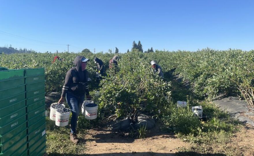 Farmworkers preparing blueberries they picked in Albany, Oregon, on June 28. A farmworker elsewhere was among dozens who died in a recent extreme heat wave.