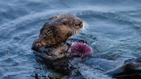 A sea otter snacks on a purple sea urchin in this undated photo.