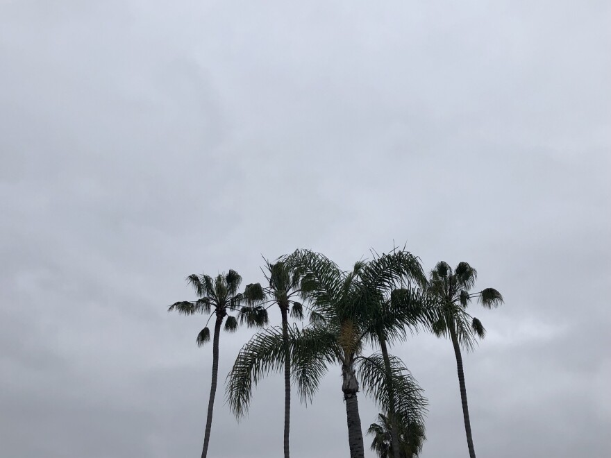 A marine layer is seen above palm trees in the Golden Hill neighborhood. San Diego, Calif. June 6, 2023.