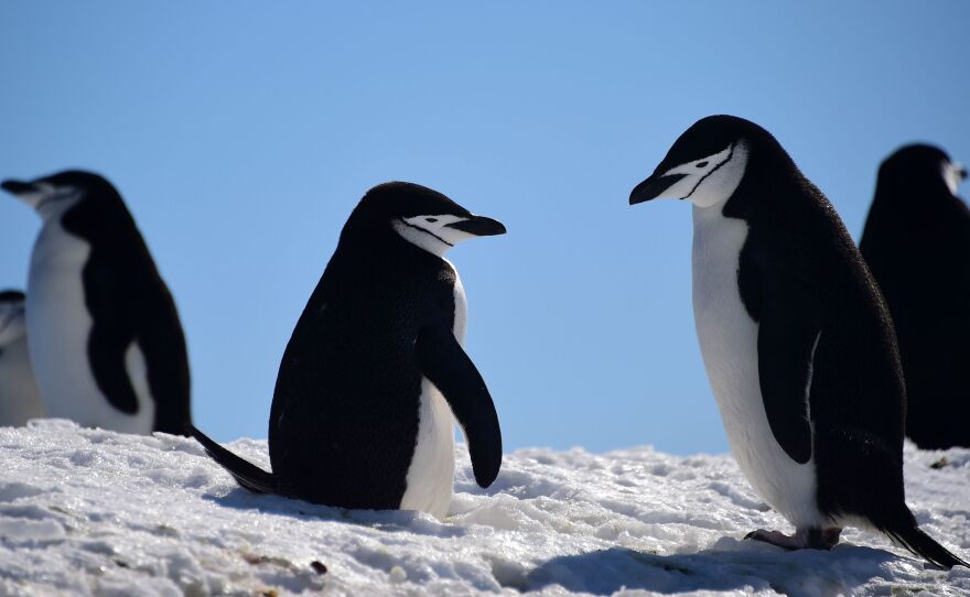 Barbijo penguins gather on South Shetland Islands, Antarctica, in 2019. But that's probably not where their ancestors lived.